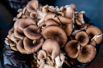 Mushrooms with a mild taste that purifies the blood and helps health,