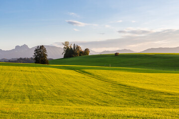 Panoramic view of beautiful sunny landscape in the Alps with fresh green meadows
field in the front and mountain tops in the background with blue sky and clouds, bavaria, allgäu,seeg