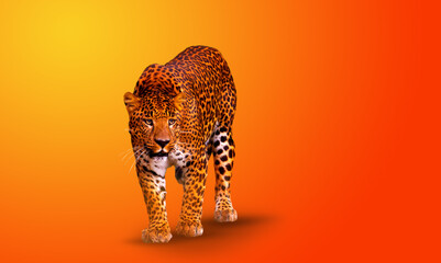 leopard walking on orange background