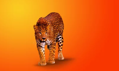 Fotobehang leopard walking on orange background © drakuliren