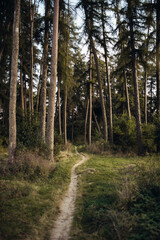 Trail in the Ukrainian pine forest