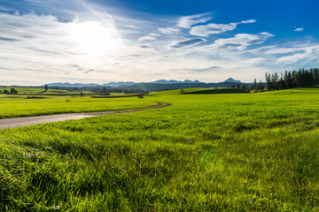 Obraz premium Panoramic view of beautiful sunny landscape in the Alps with fresh green meadows field in the front and mountain tops in the background with blue sky and clouds, bavaria, allgäu,seeg