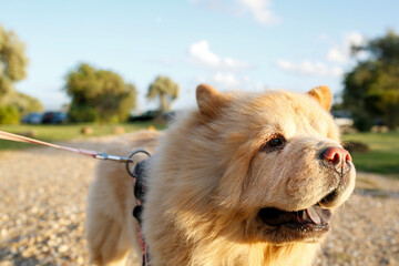 bullissimo Chow chow inuma parco 