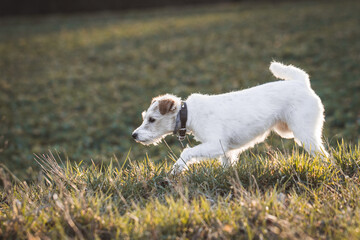 Parson Russell Terrier im Sonnenuntergang