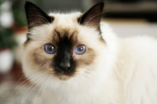 Bellissimo gatto chiaro con occhi azzurri 