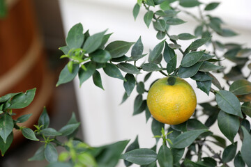 Plants in a greenhouse in winter