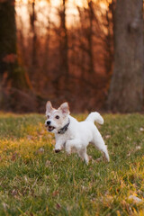 Parson Russell Terrier rennt auf einer Wiese im Sonnenuntergang