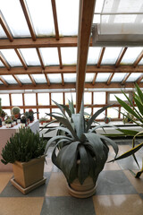 Plants in a greenhouse in winter
