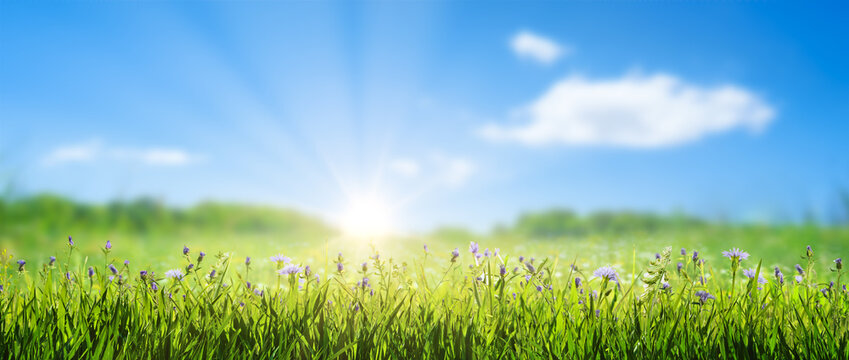 grass with wild spring flowers, natural landscape background in sunrise