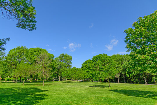 park with trees and grass on lawn in spring
