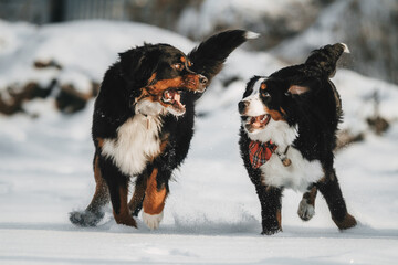 Bernese mountain dog in a beautiful forest