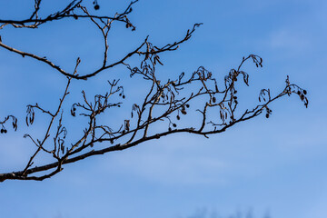 Fototapeta na wymiar Silhouette of an alder tree Alnus branches and small cones catkins at autumn/winter/spring. Alder twig with female dry cones against blue sky background. Alder tree cones and catkins at early spring