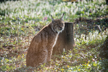 Portrait of wild Lyinx sitting in the forest