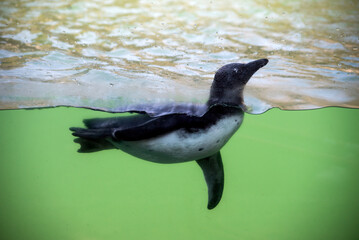 Portrait of pinguin swimming in the water behind a window at the zoologic park