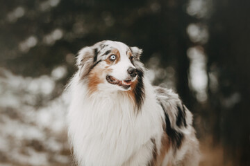 Fototapeta premium australian shepherd dog in a beautiful forest