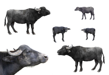 collage Carpathian buffalo isolated on a white background