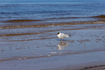 Black-headed gull (Larus ridibundus) walking in water at seashore at Majori Beach in Jurmala, Latvia. White bird, waves, sea, shore, sand, sunny. Sea gull having rest in water. 