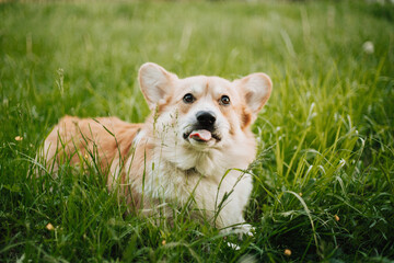 Funny welsh corgi pembroke with his tongue eats the grass