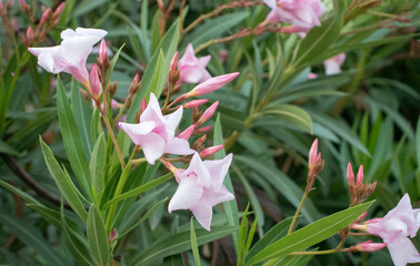 Pink oleander flower in the garden