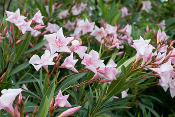 Pink oleander flower in the garden