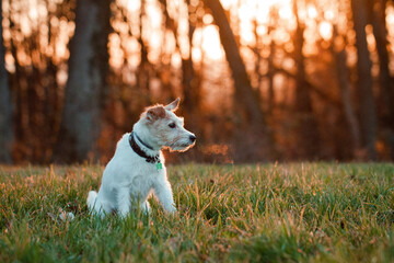 Parson Russell Terrier im Sonnenuntergang