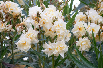White oleander flower in the garden
