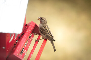 sparrow on a feeder