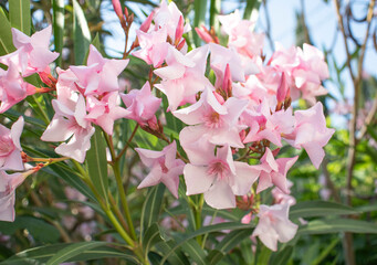 Pink oleander flower in the garden