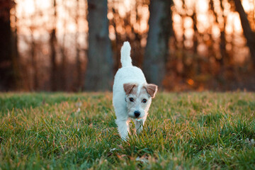 Parson Russell Terrier im Sonnenuntergang