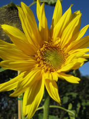 Sonnenblume