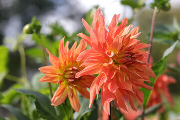 Coral flower Dahlia for background. Spring Garden with coral dahlia. Blooming Dahlia flower in garden. Shallow depth of field. Big flowers of blossoming autumn orange chrysanthemum. Summer blossom.