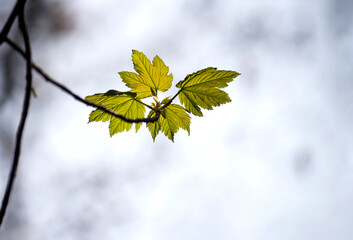 Closeup of young maple leaves growing on tree branch at spring