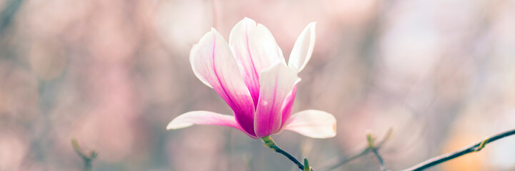 Magnolia tree blossom in spring, purple flower on soft blurred background with sunshine