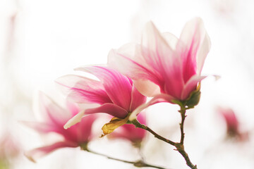 Fototapeta na wymiar Magnolia tree blossom in spring, soft blurred background with sunshine