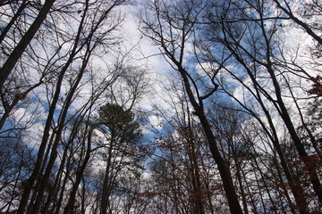 Fototapeta premium Looking Up