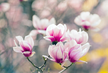 Fototapeta na wymiar Magnolia tree blossom in spring, soft blurred background with sunshine