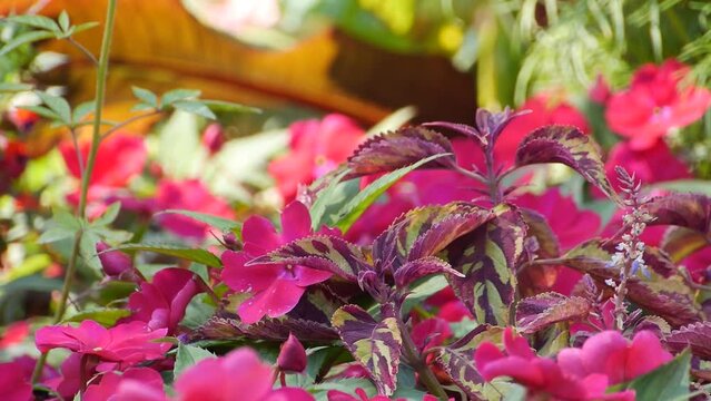 Pretty pink flowers/Jolies fleures roses