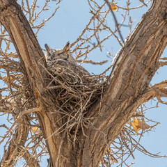  Female Great Horned Owl on a Nest 