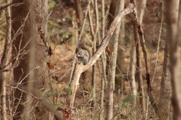 Squirrel having a Snack
