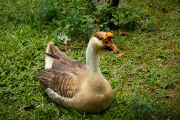 goose on the grass