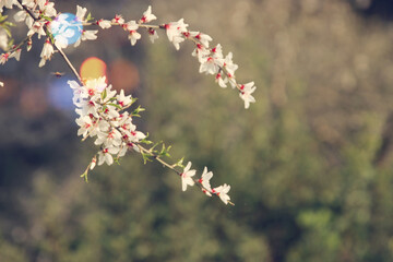 background of spring cherry blossoms tree. selective focus