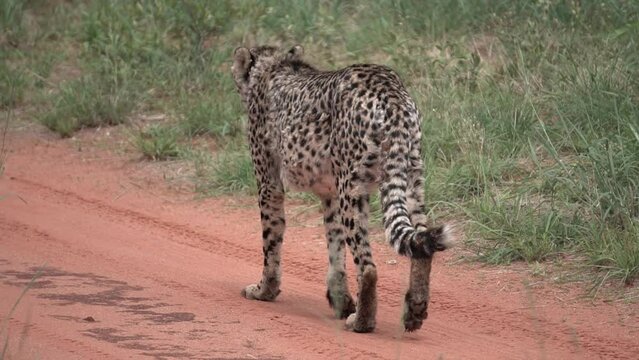 cheetah is walking