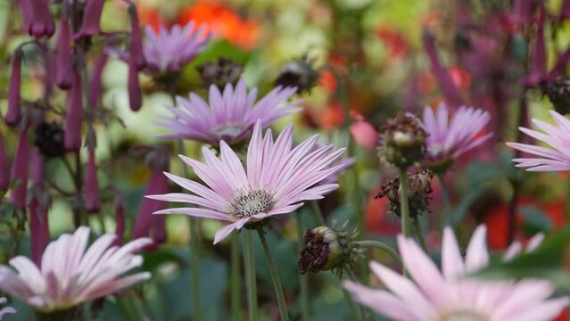 Pretty flowers/Jolies fleures