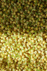 Fresh organic microgreen 