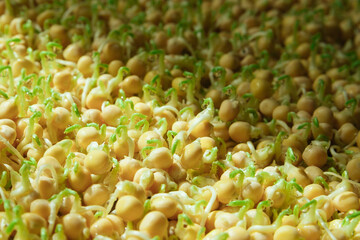 Fresh organic microgreen 