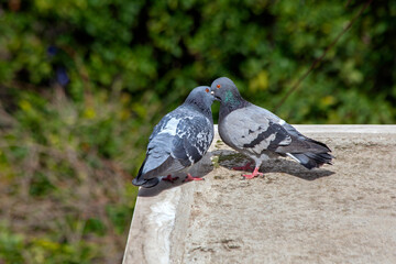 Obraz premium 2 pigeons (Columba livia) mating on top of the roof of a building in Athens, Greece. sunny day