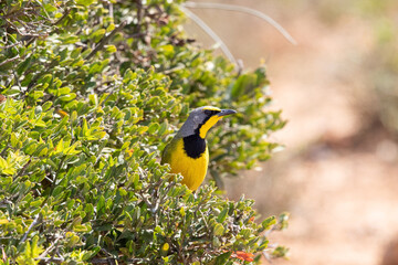 Bokmakierie, Addo Elephant National Park