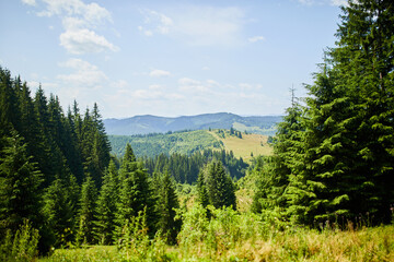 Beautiful mountain and forest in spring, Carpathian mountains, Ukraine, Colorful landscape with hills with green grass and trees, Nature background