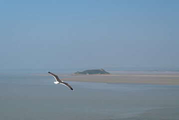 Flying seagull in Mont Saint michel