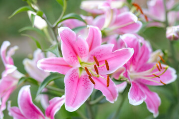 Naklejka na ściany i meble Bouquet of large Lilies .Lilium, belonging to the Liliaceae. Blooming pink tender Lily flower .Pink Stargazer Lily flowers background. Closeup of pink stargazer Lilies and green foliage. Summer